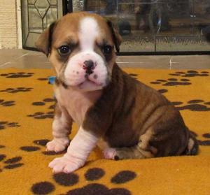 OldEnglishBulldogPuppiesforsale